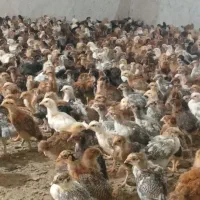 جوجه دورگ ومحلی