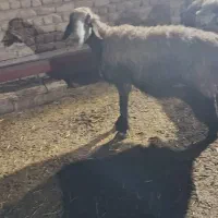 شیشک میش ابستن|حیوانات مزرعه|شیراز, شهرک رضوان|دیوار