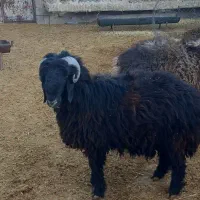 بره قوچی تر و تمیز|حیوانات مزرعه|باشت, |دیوار