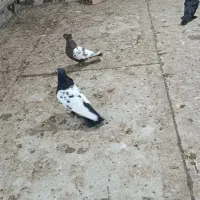 کفتر