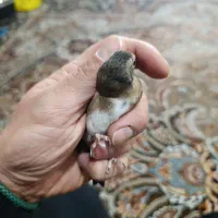 سهره|پرنده|ری, علایین|دیوار