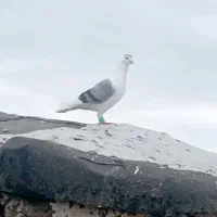 چهار عدد زدخوردی نر