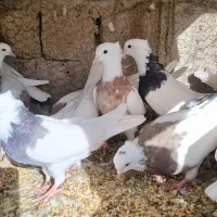 کبوتر طوقی|پرنده|مبارکه, |دیوار