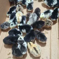 جوجه گلین|پرنده|رامیان, |دیوار