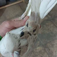 کفتر. کبوتر هما سرور  کاکلی پاچکمه|پرنده|بهارستان, |دیوار