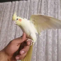 طوطی مرغ عشق عروس هلندی قناری سهره