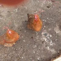 ۵ عدد مرغ محلی|حیوانات مزرعه|مشکین‌دشت, |دیوار