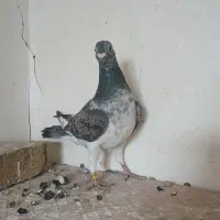 تعدادی کبوتر|پرنده|هریس, |دیوار