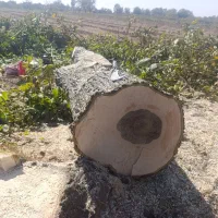 خرید چوب  درخت تخته|خدمات باغبانی و درختکاری|محمدیه-قزوین, |دیوار