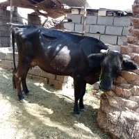 گاو شیری