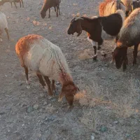 میش.داشتی.گله.گرد|حیوانات مزرعه|سبزوار, قصبه شرقی|دیوار