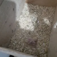 عروس هلندی مولد|پرنده|شهریار, شهرک شاهد|دیوار