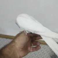 عروسی هلندی البینو|پرنده|علیآباد کتول, |دیوار