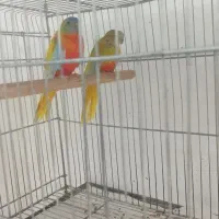 نئوفما تعویض با فنچ طوطی وارگلو بریده سفیدالماسی|پرنده|جوادآباد, |دیوار