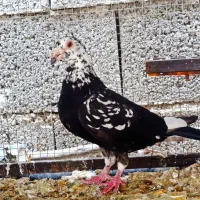 گوره سیاه