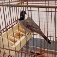 فروش یک پرنده