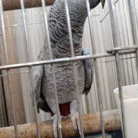 کاسکو رام دستی باهوش پرکلام|پرنده|تهران, اسکندری|دیوار