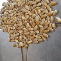گندم میهن ابی