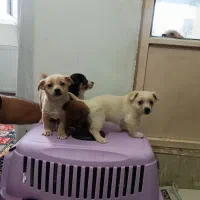 توله شیواوا|سگ|قرچک, پویینک|دیوار