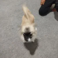 واگذاری سگ پامر|سگ|کرمان, |دیوار