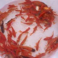 ماهی قرمز شب عید|ماهی|صومعه‌سرا, |دیوار