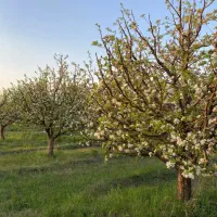یک-قطعه-باغ-در-کمر-بندی-جنب-دانشگاه-کشاورزی