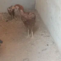 لاری