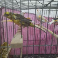 قناری|پرنده|نجف‌آباد, ولیعصر|دیوار