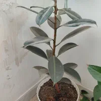 گل طبیعی فیکوس در حال رشد قیمت ۵۰۰ هزار تومان