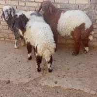 بره دوتا نر یک ماده