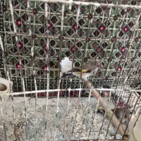 دو عدد جوجه نر مرتب|پرنده|قوچان, |دیوار