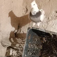 کبوتر،طوقی،معاوضه باسوسکی دمسفید|پرنده|هرسین, |دیوار