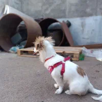 پاکوتا ایشپیتز|سگ|تبریز, |دیوار