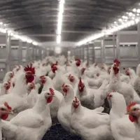 نیازمند کارگر مرغداری