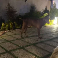 سگ دوبر من|سگ|کرج, فاز ۱ مهرشهر|دیوار