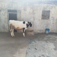 گوساله سیمینتال|حیوانات مزرعه|کوهدشت, |دیوار