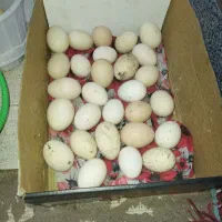 فروش تخم لاری اصل