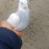 کبوتر گم شدە