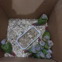 جوجه سرلاکی گرینچیک|پرنده|بندر کنگان, |دیوار