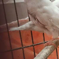 یک جفت فنچ بالغ سالم همراه با تخم|پرنده|کرمانشاه, |دیوار