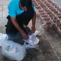 خرمای شاهانی خاوران درجه یک ارسال مستقیم از باغدار|خوردنی و آشامیدنی|شیراز, لاله|دیوار