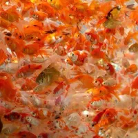 فروش ماهی قرمز جزئی و کلی