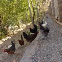 مرغ وخروس