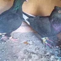 یه جفت قارا