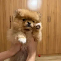 پامر خرسی عروسکی