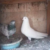 کبوتران وماده|پرنده|رشت, منظریه|دیوار