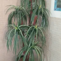 درختچه نخل|گل مصنوعی|کرمانشاه, |دیوار