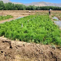 نشا برنج علی کاظمی