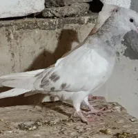 کبوتر دم سفید