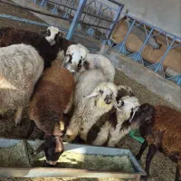 بره